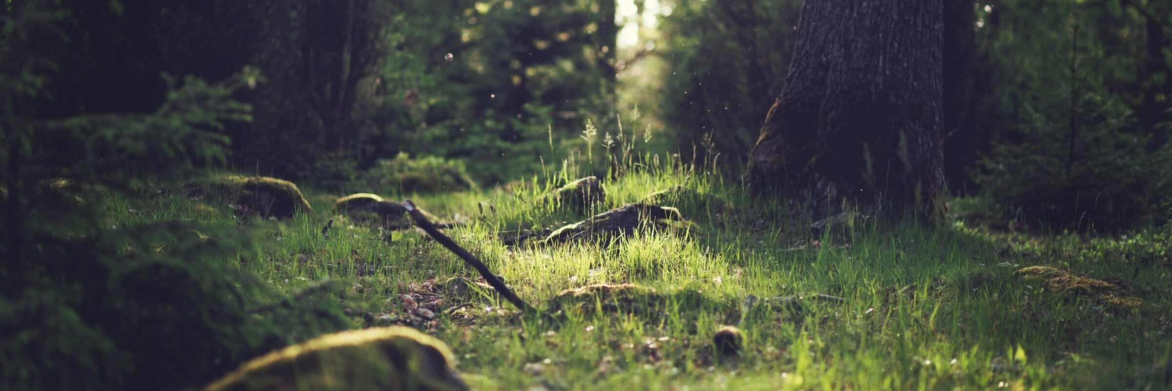 forest-653448 (1)_cut_tiny.jpg